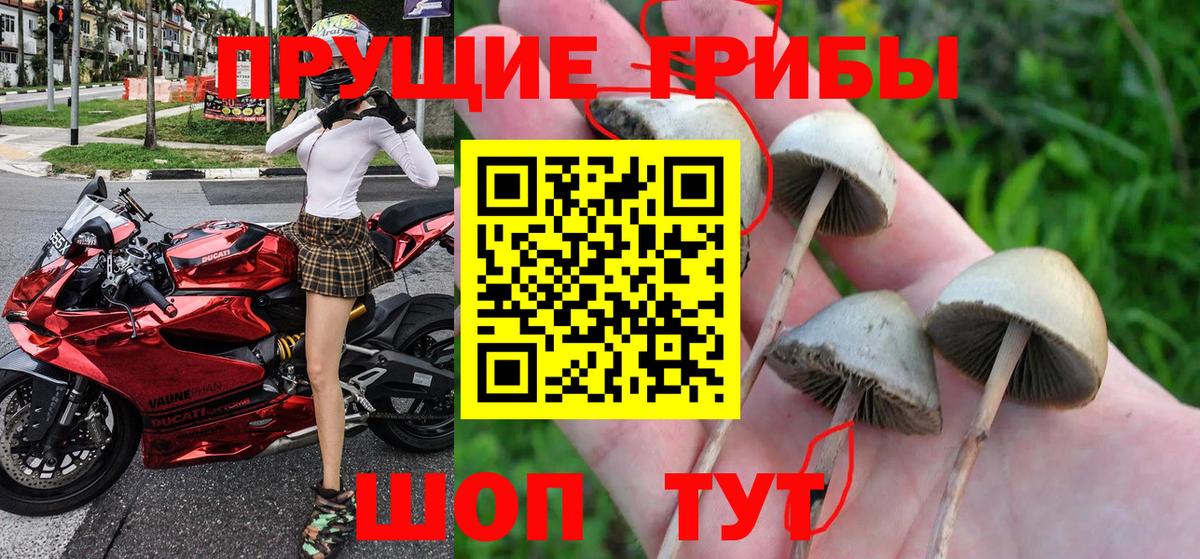 Псилоцибиновые грибы мицелий Тамбов